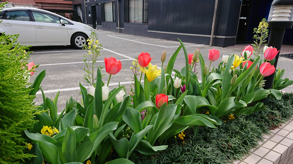 駐車場の花壇は月にあった花が植えられています